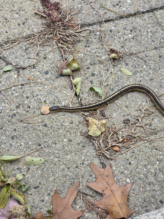 Mildly interesting pictures of a garter snake with a penny on its head, blending into sidewalk debris.