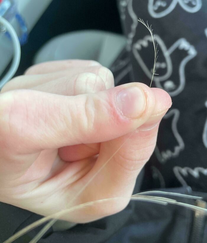 A hand holds a delicate, feathery strand of something, making for a mildly interesting picture.