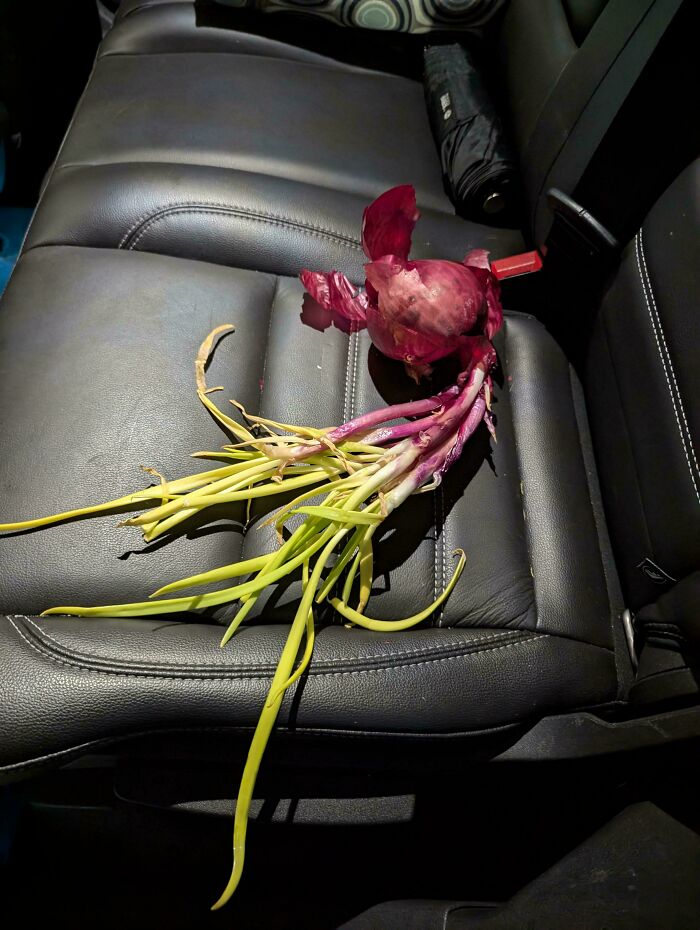 A sprouted red onion with long green shoots lies on a black car seat, presenting a mildly interesting picture.