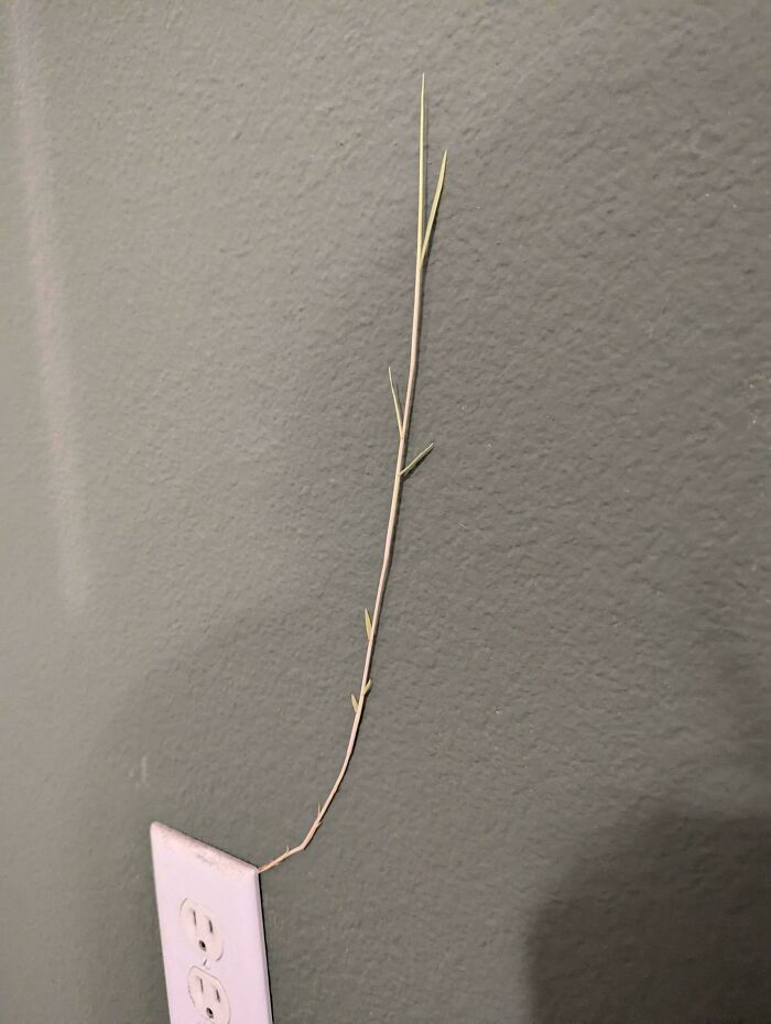 Mildly interesting pictures: A single blade of grass grows from a wall electrical outlet.