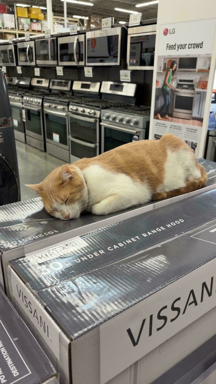 A sleeping cat on boxes in an appliance store, a mildly interesting picture.
