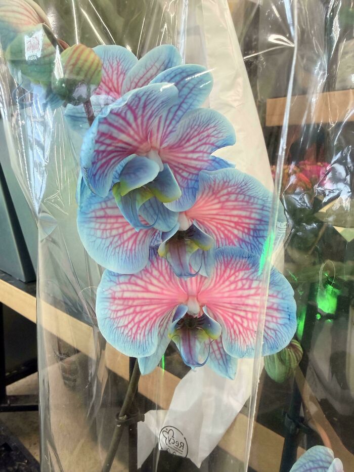 A vibrant blue and pink orchid in plastic packaging, an example of mildly interesting pictures.