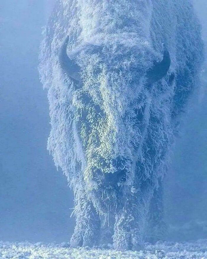 Frozen bison covered in thick frost standing in a cold, misty environment, showcasing a devil sunrise winter scene.