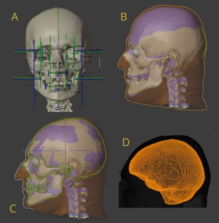 3D skull scans with measured landmarks used by a scientist to recreate faces of Mozart, Bach, and Beethoven.