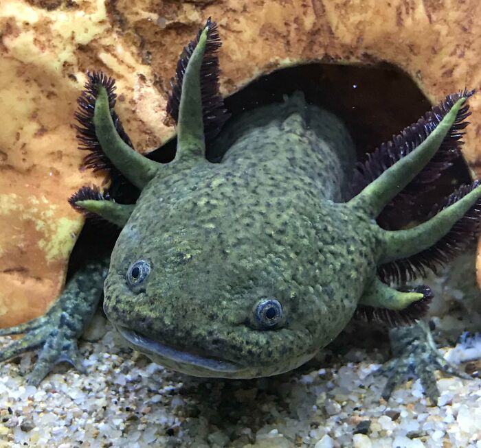 My Wild Axolotl Showing The Default Color. There Are About 18 Variants Of Axolotl Color Because Of Mutation Of Their Pigmentation Genes Due To Crossbreeding