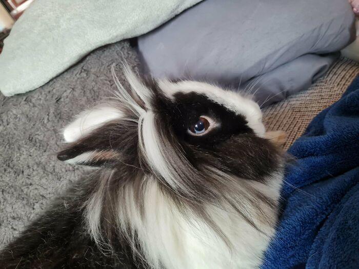 Would You Say He Has Brown Or Blue Eyes? (Both Of His Eyes Have The Mutation)