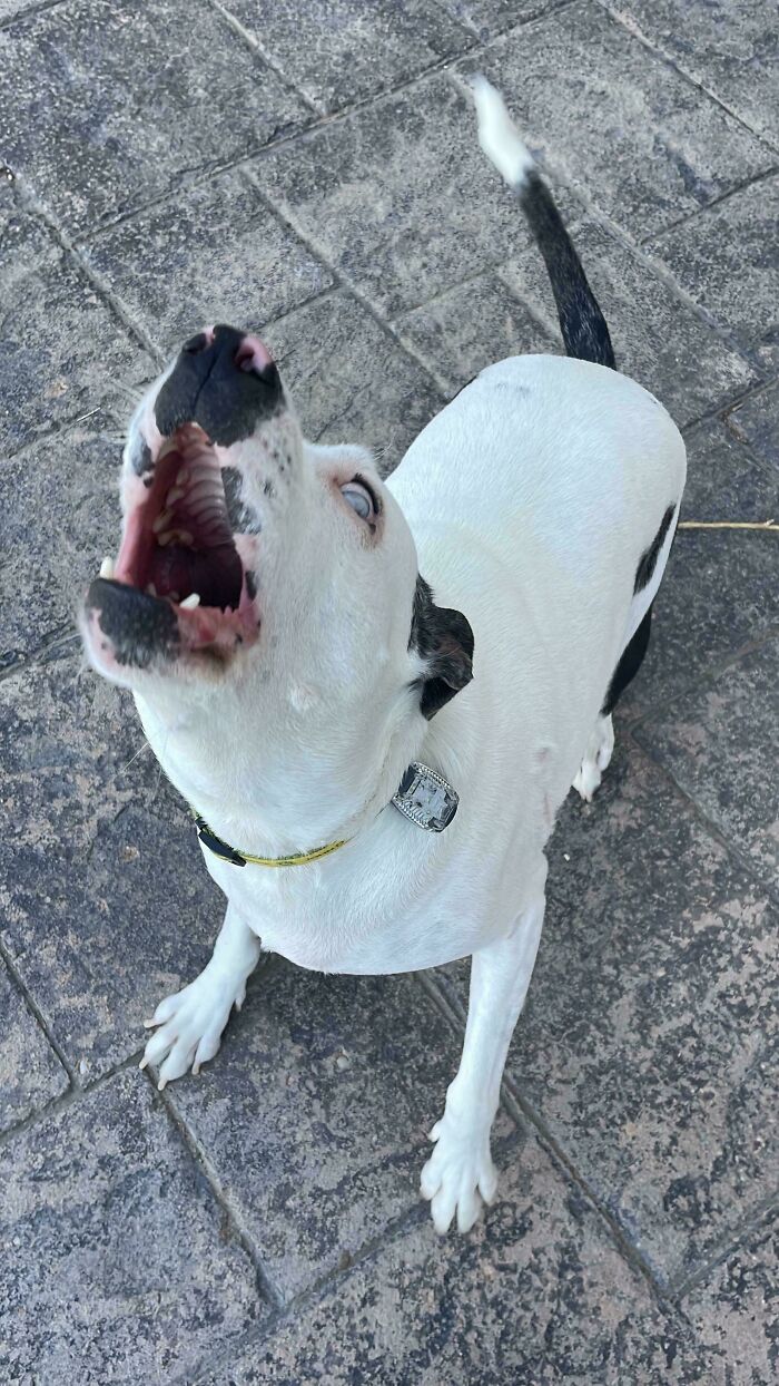 Playful dog with white fur and black spots showing goofy expression on stone pavement outdoors