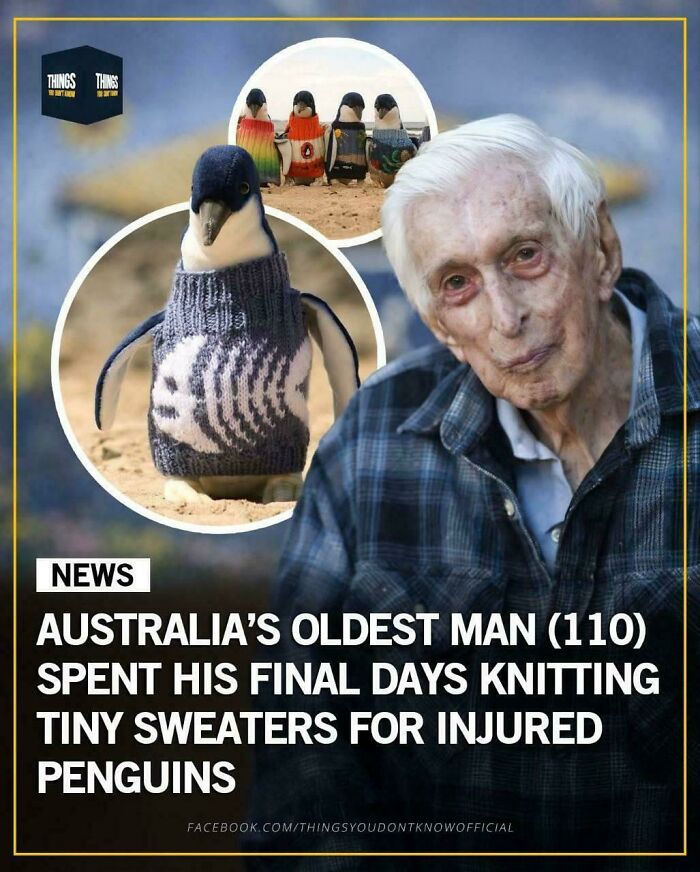 Australia's oldest man knits tiny sweaters for injured penguins