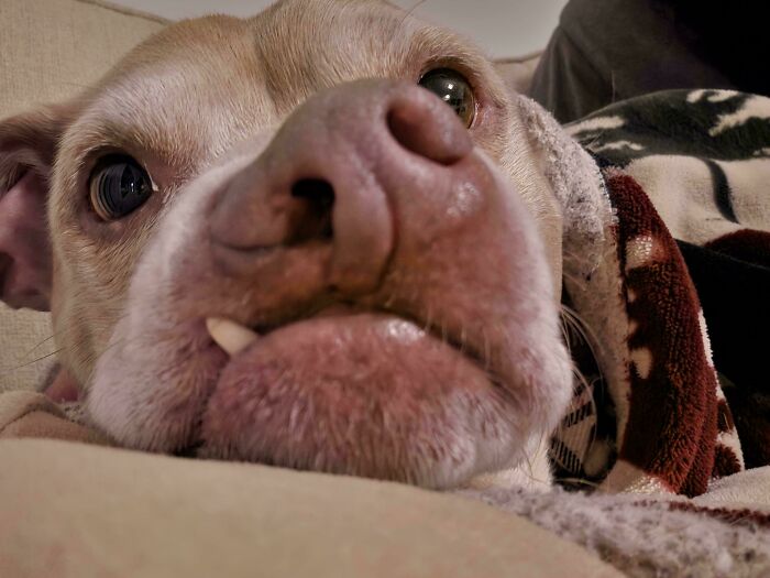 Close-up of a goofy dog with a unique facial expression, showcasing funny and playful dog behavior.
