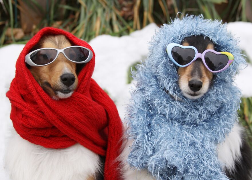 Two dogs wearing sunglasses and colorful scarves, portraying quirky pet peeves that divide a room.