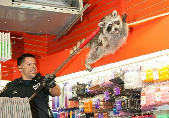 Police officer capturing raccoon in store aisle, an unexpected and better photo moment than anticipated.