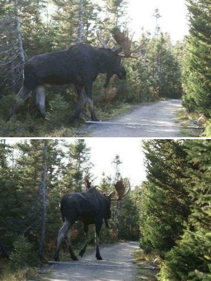 Large moose walking on a forest trail, showcasing absolute units in a natural wooded environment.