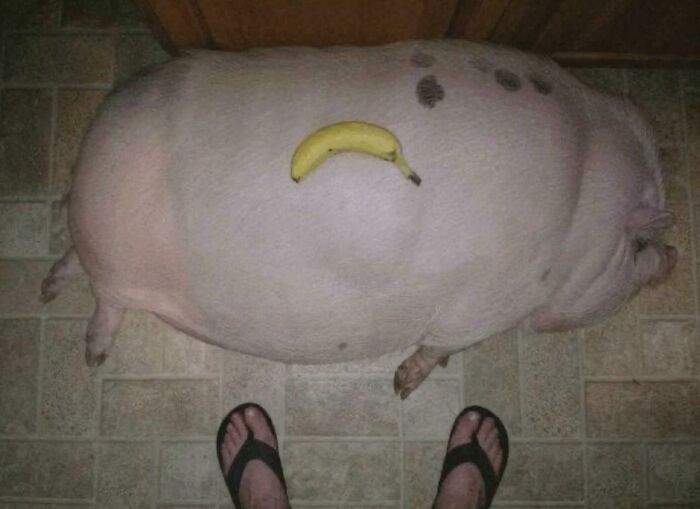 Large pig lying on tiled floor with a banana on its back and feet in flip-flops visible nearby, showing absolute units.