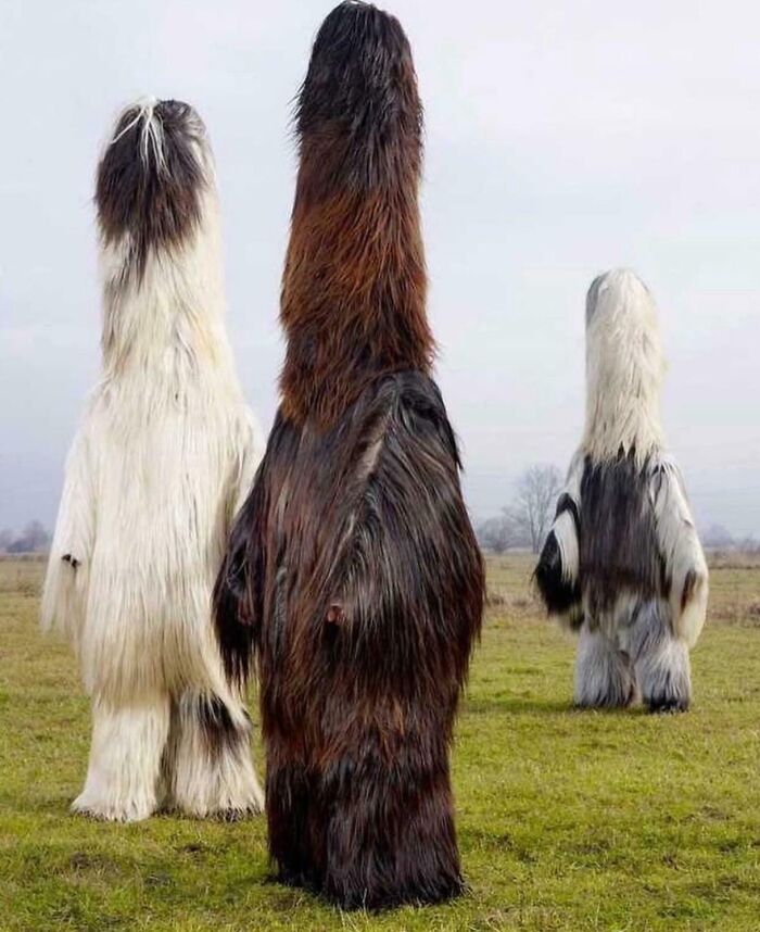Three absolute units standing on grass with tall, furry bodies and elongated shapes against a clear sky background.