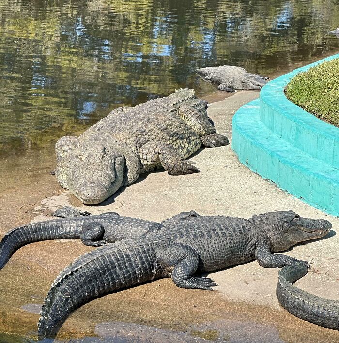 Large absolute units of alligators and crocodiles resting near a pond with greenery and water reflections.