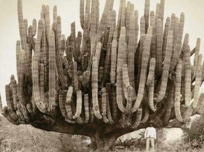 Massive cactus tree towering over a person, showcasing one of the largest absolute units in nature.