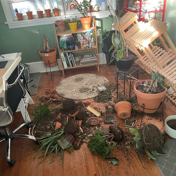 Have Cats They Said, It’ll Be Fun They Said (No Cats Were Harmed And No Plants Were Seriously Injured)