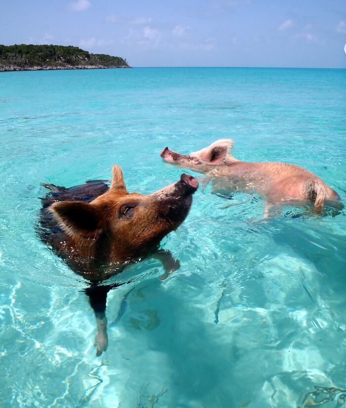 Two pigs swimming in clear blue water at an unusual place known for unique attractions worldwide.