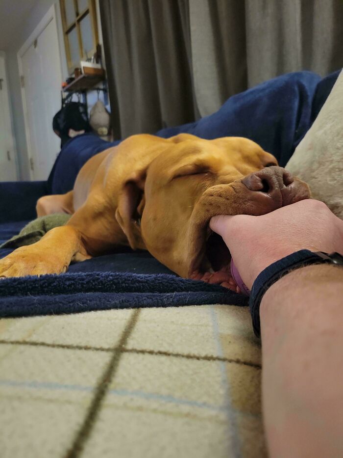 Large brown dog gently biting a person's hand while resting on a blue couch, showing goofy dog behavior.