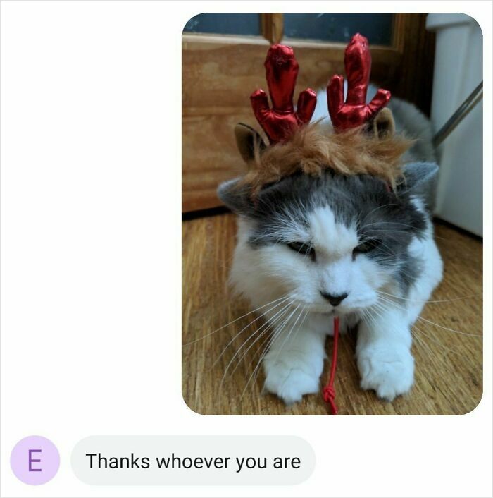 Cat wearing red antler headband on wooden floor, humorously capturing boomers trying to use technology fails.