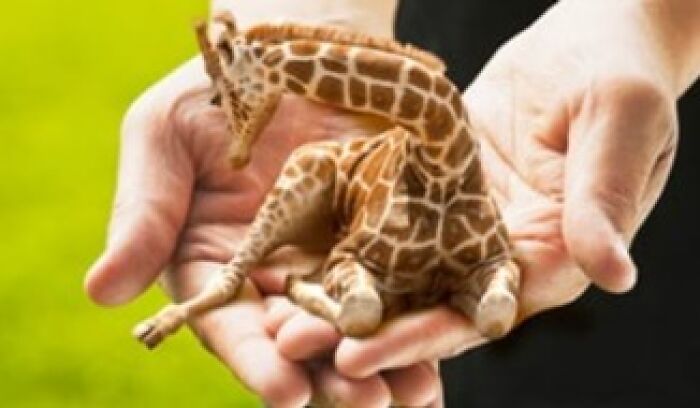 A surreal giraffe with multiple necks and legs rests in a person's hands, showcasing unhinged and wild pics effects.