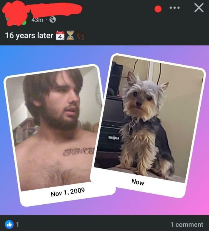 Comparison image showing a man's photo from 2009 side-by-side with a dog, illustrating boomer technology fails humor.
