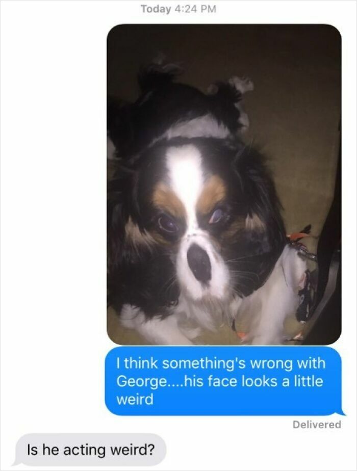Text message conversation shows a dog photo with face distortion, illustrating boomers failing to use technology properly.
