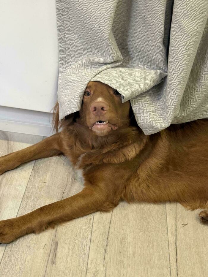Brown dog lying on wooden floor with curtain partially covering its face, showing a goofy and playful expression.