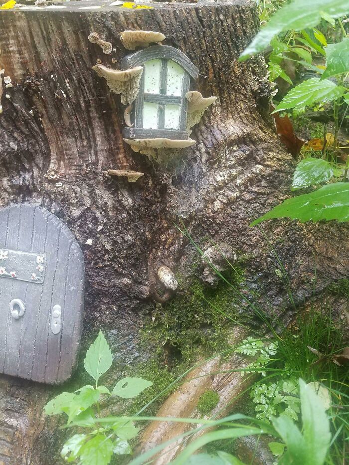 Mushrooms Sprouted Around The Window In Our Fairy House! Now It's Super Legit!