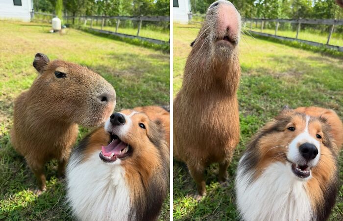 Capybara and fluffy dog playing together on grass in a sunny backyard, showcasing adorable capybara photos and pet friendship.