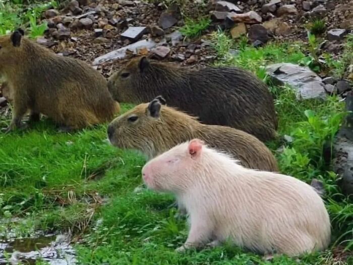 Group of adorable capybaras with varied fur colors resting on grass near a rocky area by the water.