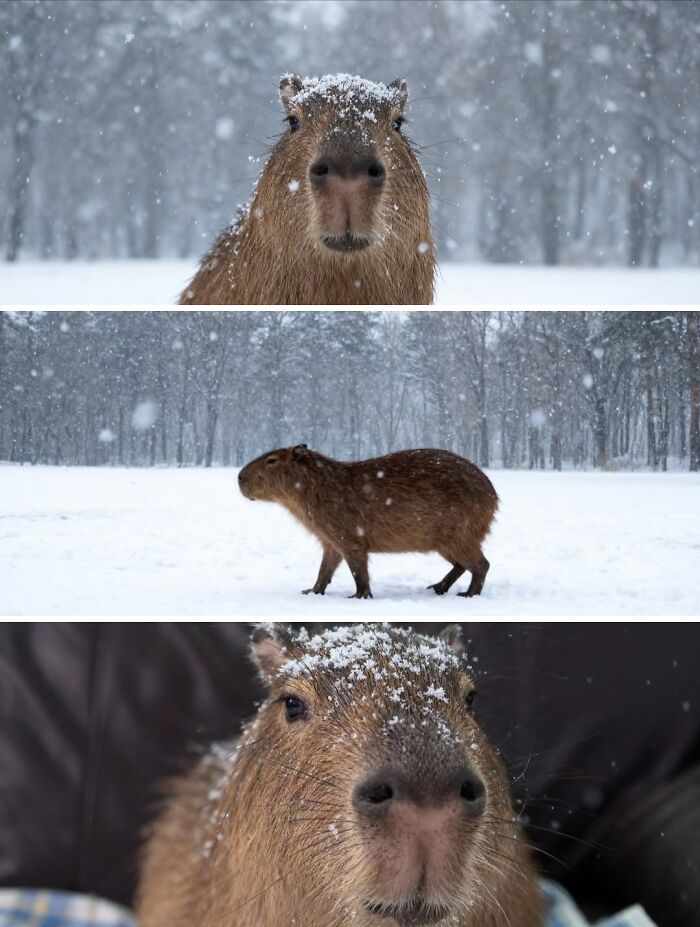 Capybara photos in snowy winter setting with close-up and side view of the adorable animal outdoors.