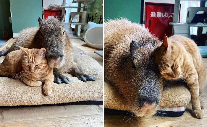 Adorable capybara cuddling closely with a relaxed orange tabby cat on a cozy beige mat indoors.