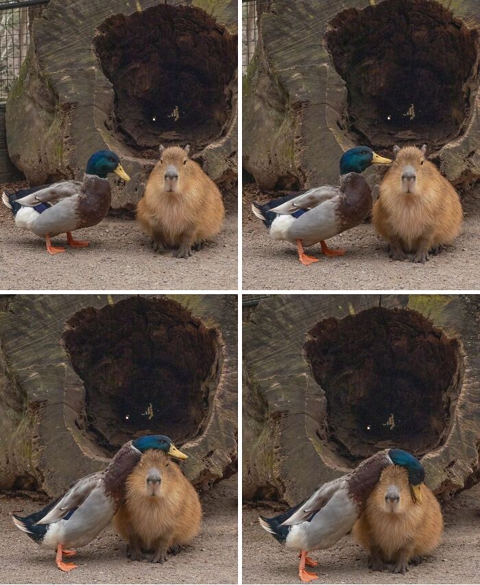 Capybara sitting beside a duck near a hollow tree trunk, showing adorable animal friendship moments outdoors.