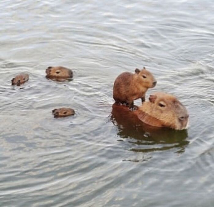Group of adorable capybaras swimming in water with one baby capybara resting on an adult capybara’s back.