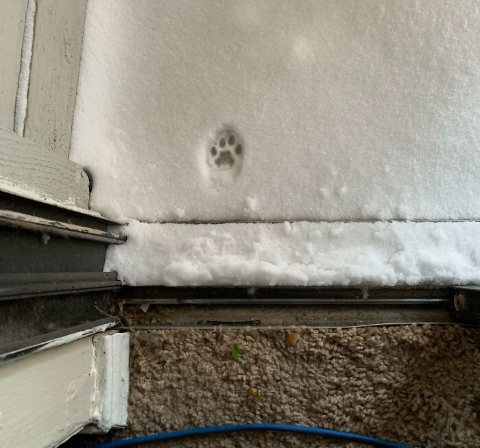 Cat paw print in snow on doorstep, a funny photo capturing a small moment that says it all instantly.