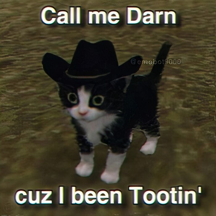 Black and white kitten wearing a cowboy hat with funny meme text about tooting, part of hilarious meme collection.