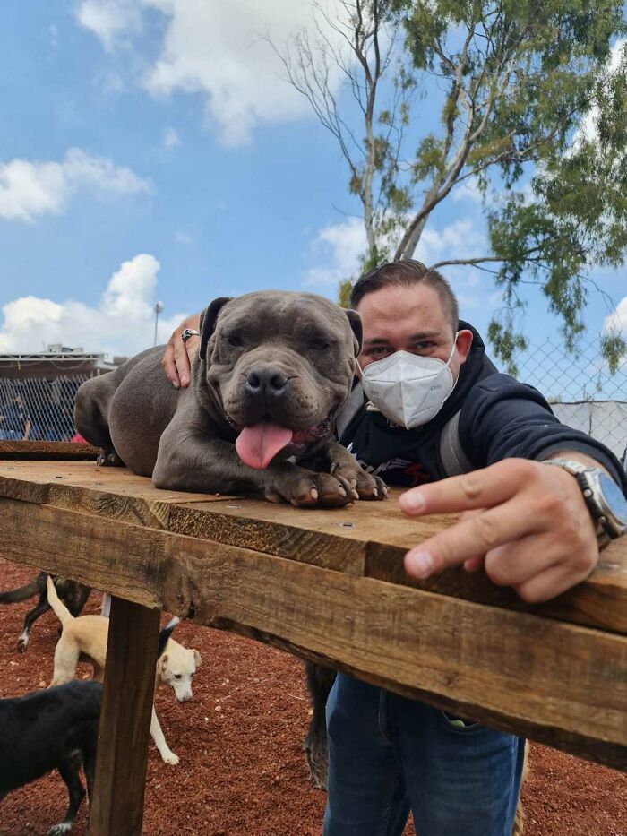 A happy grown-up puppy lying on a wooden bench with a man wearing a mask, showing the puppy thriving after being saved. - 7
