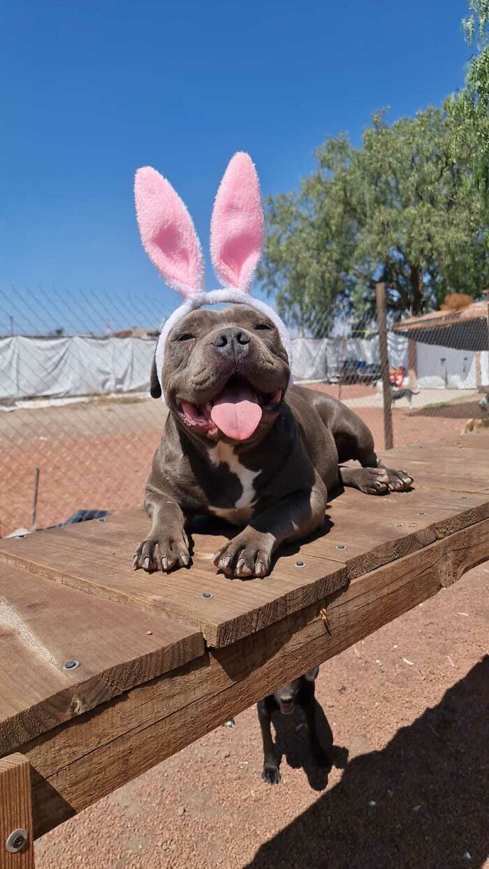 Happy grown dog wearing pink bunny ears outside, showing how the puppy is thriving after being saved by a boy’s letter. - 15
