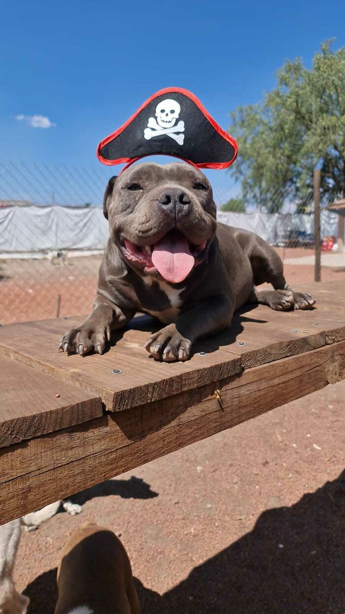 Smiling dog wearing a pirate hat lying on a wooden platform, showing a happy and thriving puppy outdoors. - 13