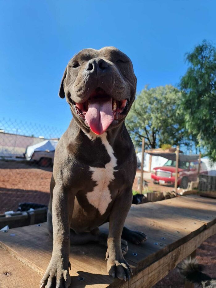 Happy grown-up puppy sitting outside on a wooden platform, thriving in a sunny, fenced yard with trees and vehicles nearby. - 11