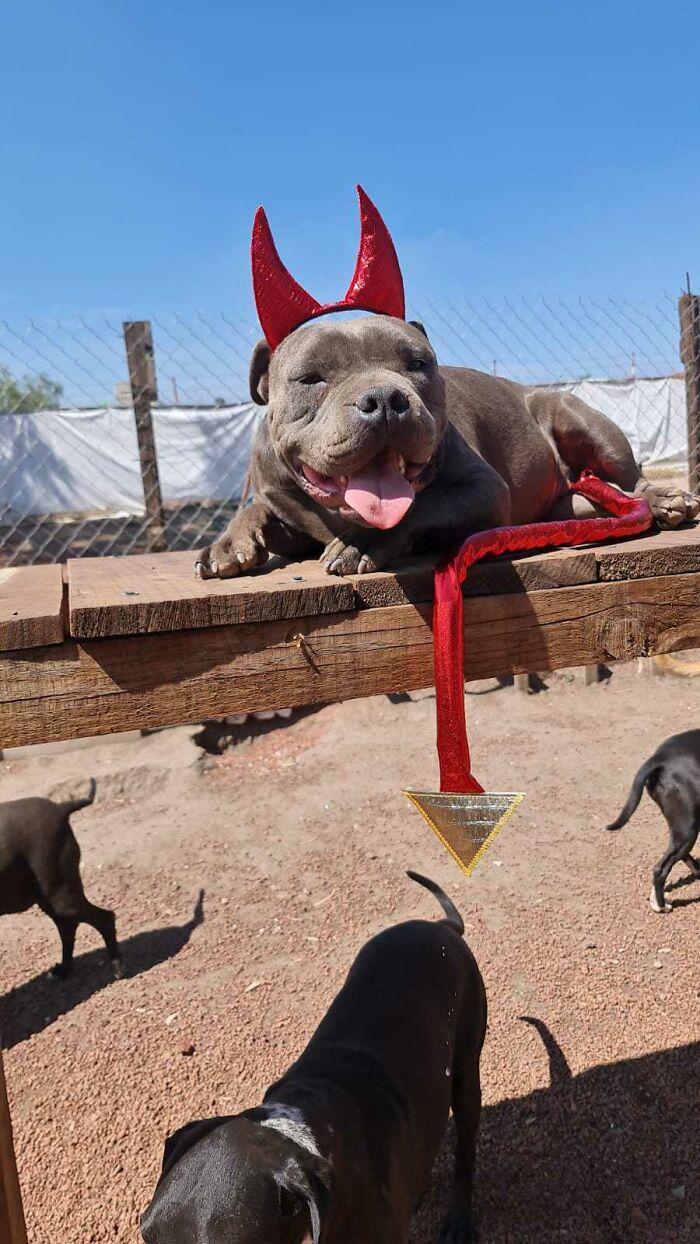 Happy puppy wearing red devil horns and tail, thriving outdoors on a sunny day after being saved by a boy’s letter. - 14