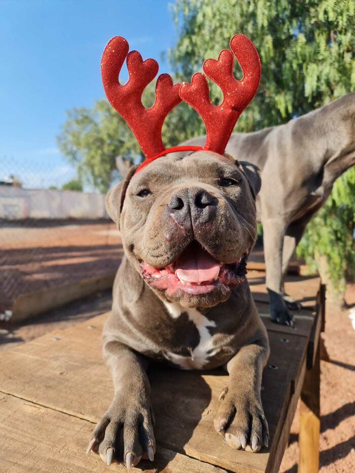 Smiling pit bull wearing red reindeer antlers outdoors, showing a happy, thriving rescued puppy enjoying the sun. - 19