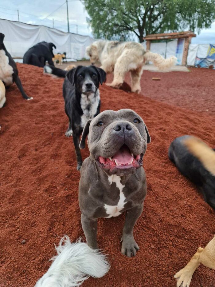 Happy grown dog thriving outdoors with other dogs on red dirt ground in a fenced area on a sunny day. - 16