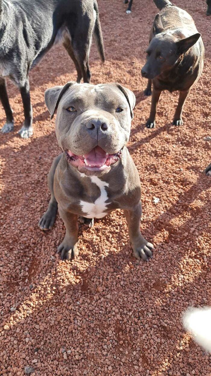 Happy grown-up pit bull puppy sitting on gravel surrounded by other dogs after being saved by a boy’s letter - 20