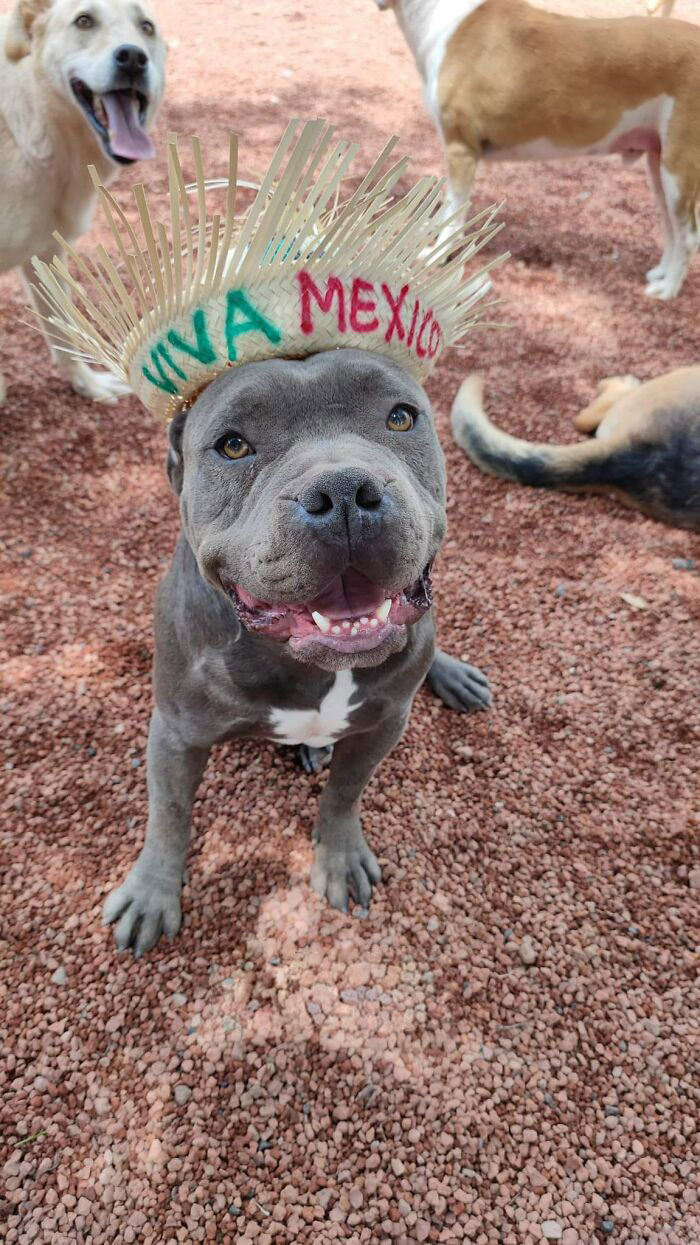 A thriving rescued puppy wearing a festive Viva Mexico hat, sitting on reddish gravel with other dogs around. - 17