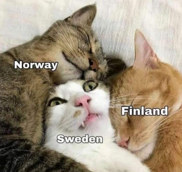 Three cats labeled Norway, Sweden, and Finland cuddling with funny and silly geography memes about countries.