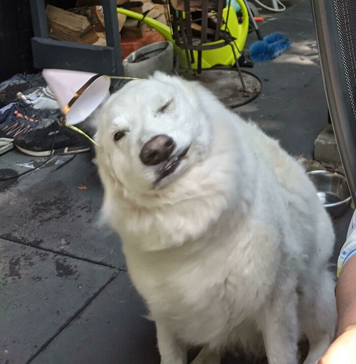 White dog winking during an unexpected photo moment, capturing a way better pic than expected outside on a patio.