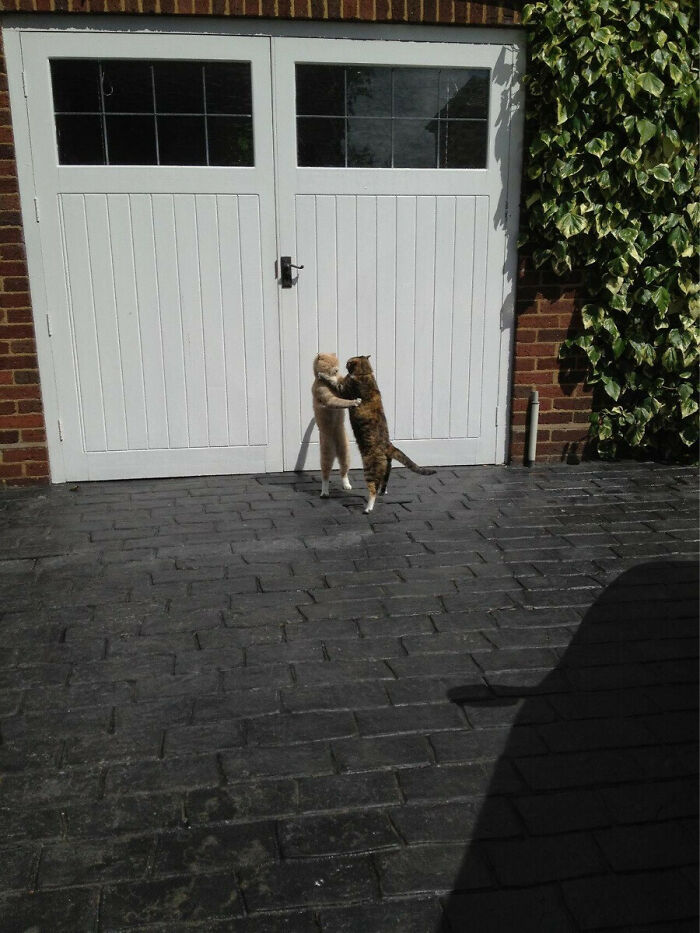 Two cats standing on hind legs as if dancing in front of a white door, a better photo than expected moment.