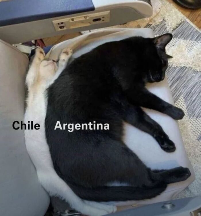 Two cats labeled Chile and Argentina lying curled up next to each other illustrating geography memes humor.